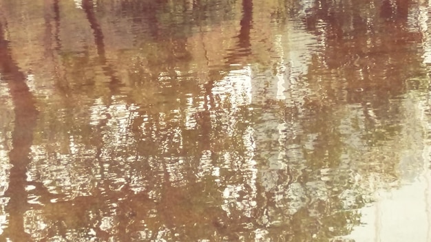 Bomen die zich weerspiegelen op het meer.