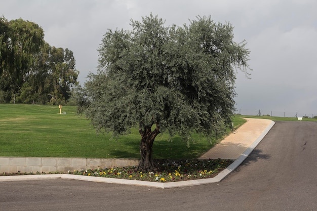 Bomen en bloemen aan de rand van het gazon