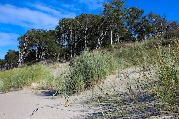 Foto bomen en gras op een zandduin aan de oostzee