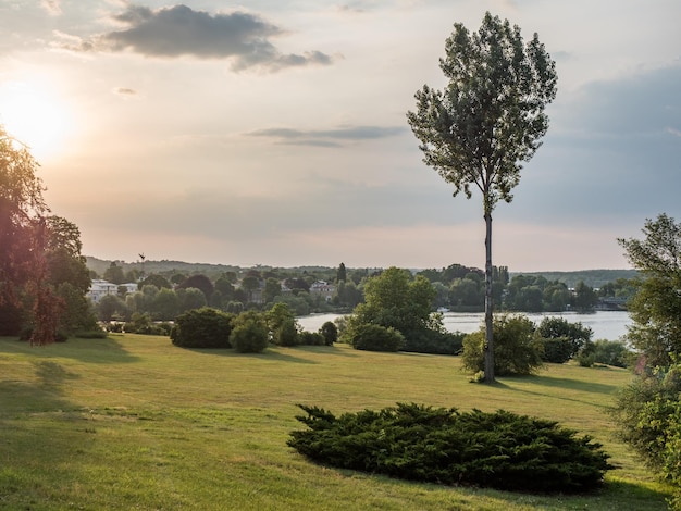 Bomen en gras op het veld bij zonsondergang