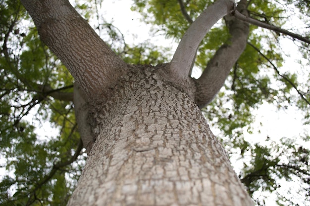 Bomen en groen gebladerte in Yosemite National Park