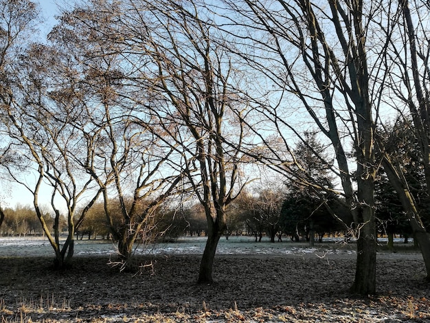 Bomen en groen gras op een zonnige lentedag, stadspark.