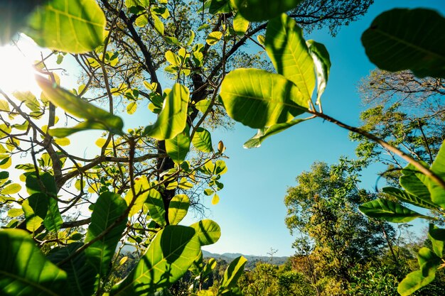 Bomen en groene bladeren in de lente overdag