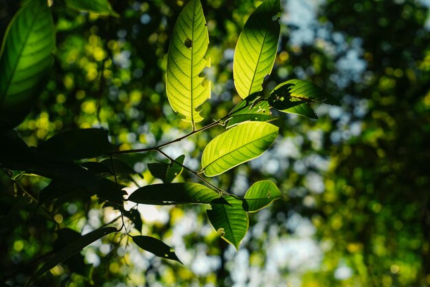 Bomen en groene bladeren in de lente overdag