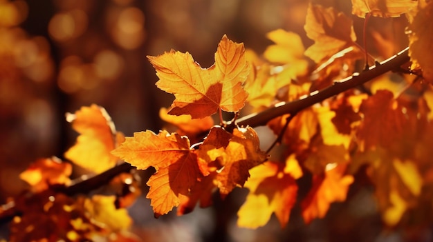 bomen en herfstbladeren