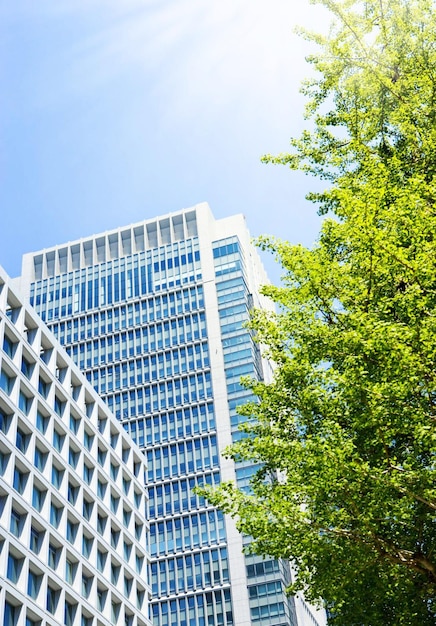 Bomen en kantoorgebouwen van Tokio