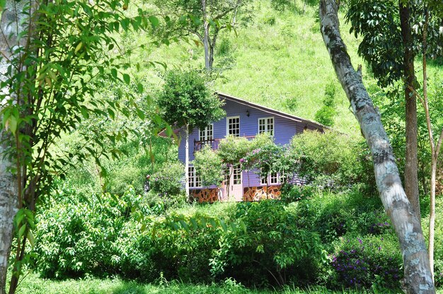 Foto bomen en planten die buiten het huis groeien