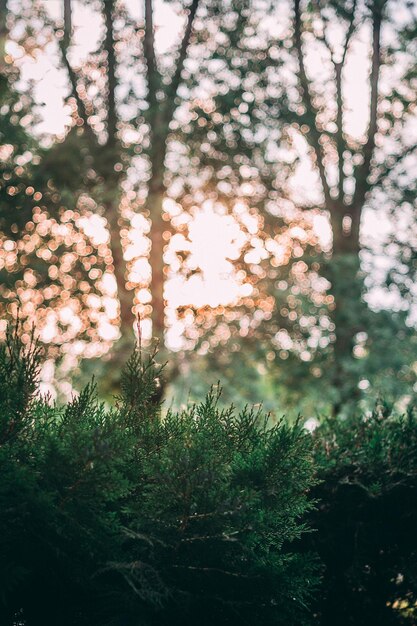 Foto bomen en planten die in het bos groeien