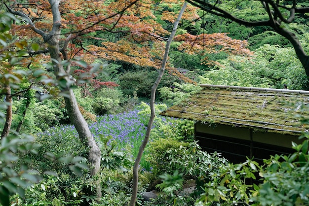 Foto bomen en planten die op het dak groeien