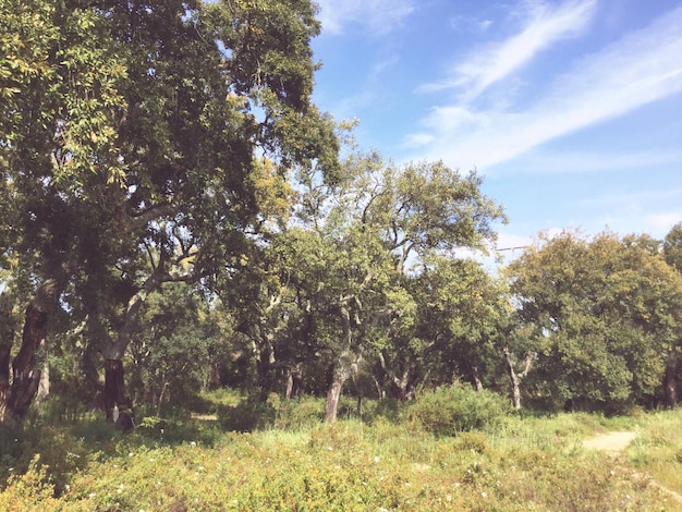 Bomen en planten die op het veld groeien
