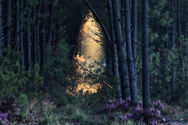 Bomen en planten die op het veld in het bos groeien