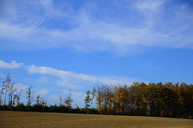 Bomen en veld met lucht