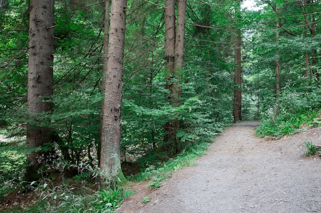 bomen en wandelpad in natuurpark