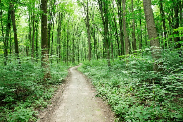 bomen en wandelpad in natuurpark