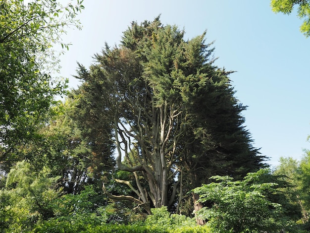 Bomen en weide