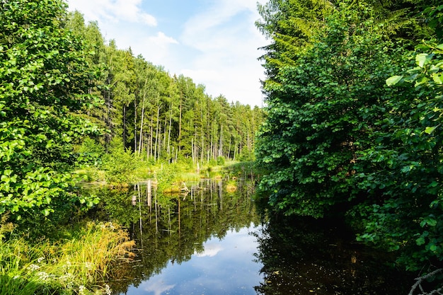 Bomen en wolken worden weerspiegeld in het bosmoeras Natuurlijk prachtig landschap in de lente zomer Horizontale foto