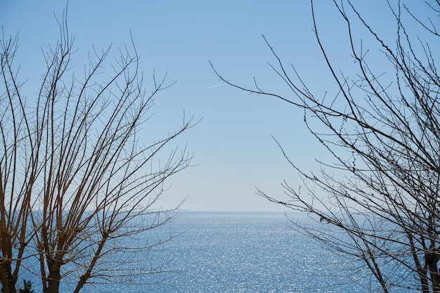 Bomen en zee achtergrond