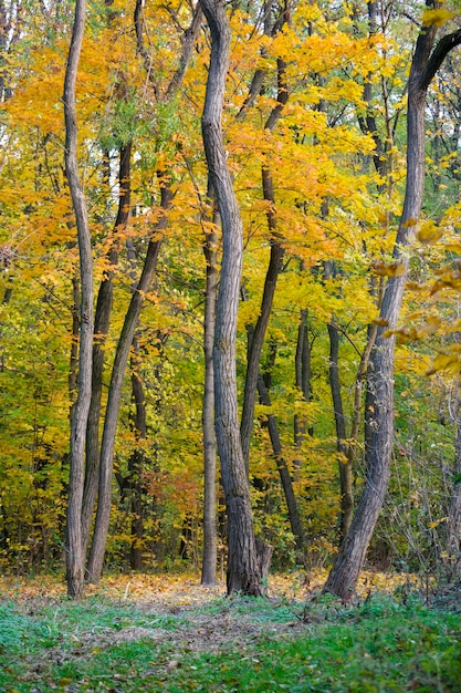 Bomen gebogen hout achtergrond gele bladeren groen gras