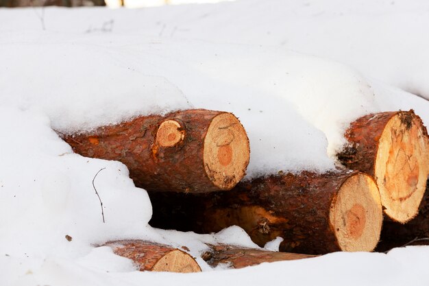 Bomen gekapt en in de winter op elkaar gestapeld. bedekt met sneeuw