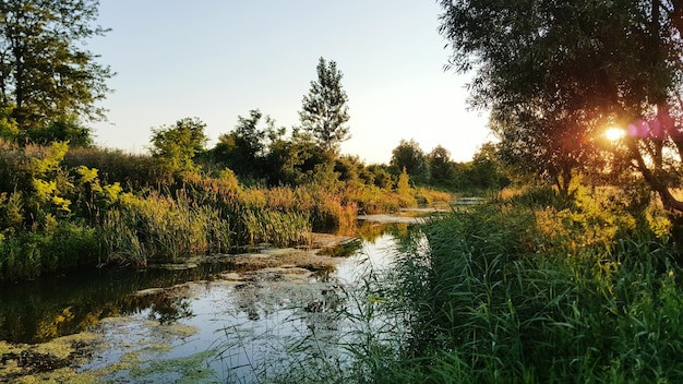 Bomen groeien bij de beek tegen de lucht
