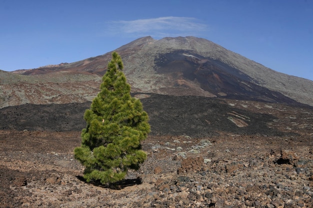 Foto bomen groeien in een dramatisch landschap