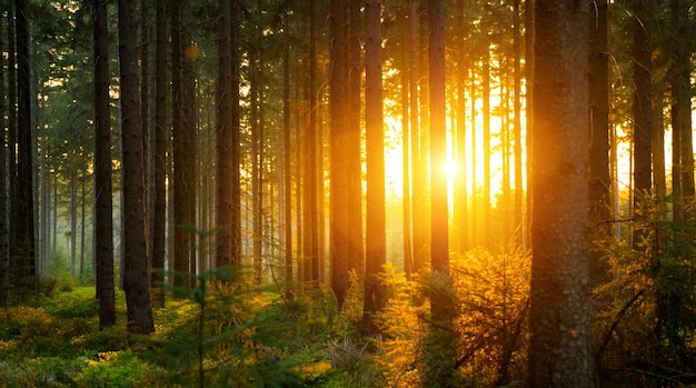 Bomen groeien in het bos bij zonsondergang