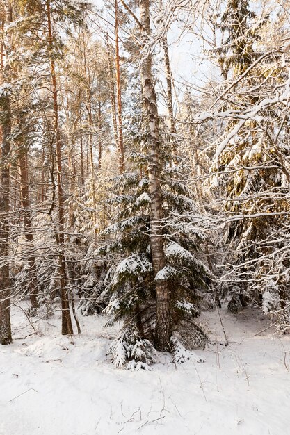 Bomen groeien in het bos, Foto genomen in de winter na een sneeuwval, Op de grond liggen sneeuwbanken