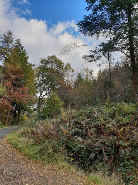 Bomen groeien in het bos tegen de lucht