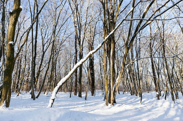 Bomen groeien in het park bedekt met sneeuw en ijs