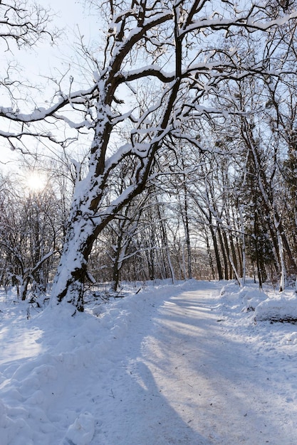 Bomen groeien in het park bedekt met sneeuw en ijs