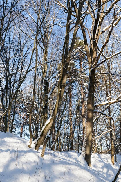 Bomen groeien in het park bedekt met sneeuw en ijs