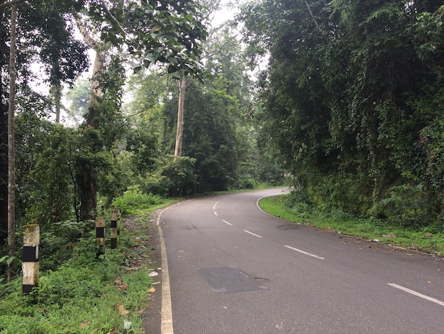 Bomen groeien langs een lege weg.