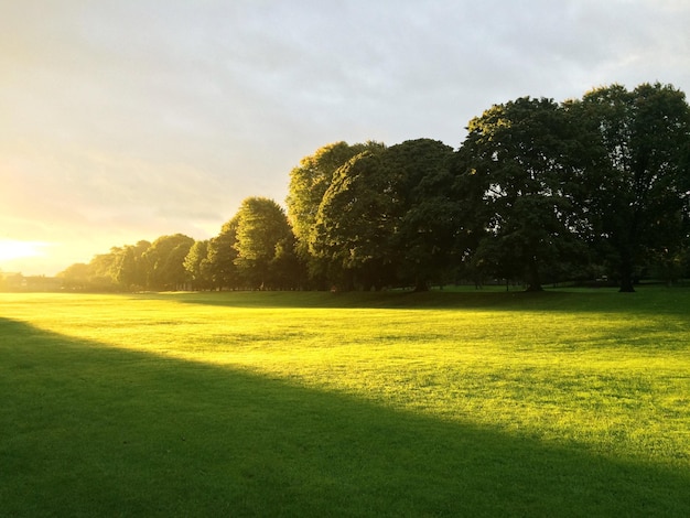 Foto bomen groeien op een grasveld in het park tijdens de zonsopgang