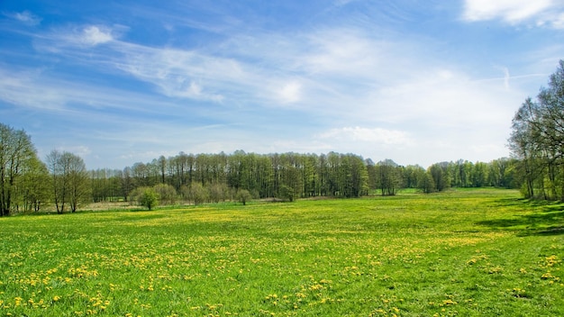 Bomen groeien op het grasveld tegen de lucht.