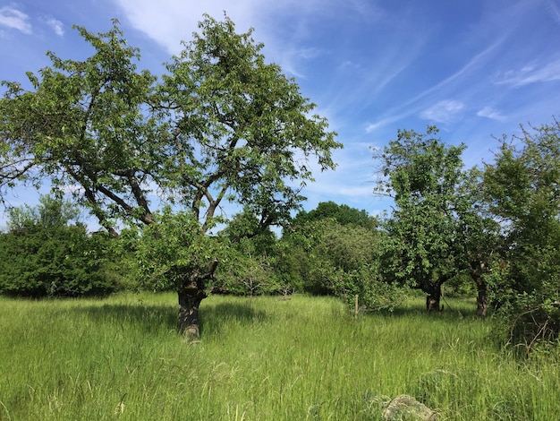 Bomen groeien op het grasveld tegen de lucht.