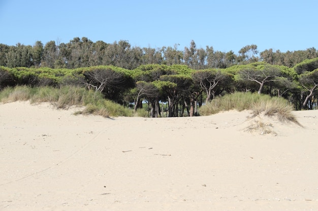 Bomen groeien op het strand op een zonnige dag