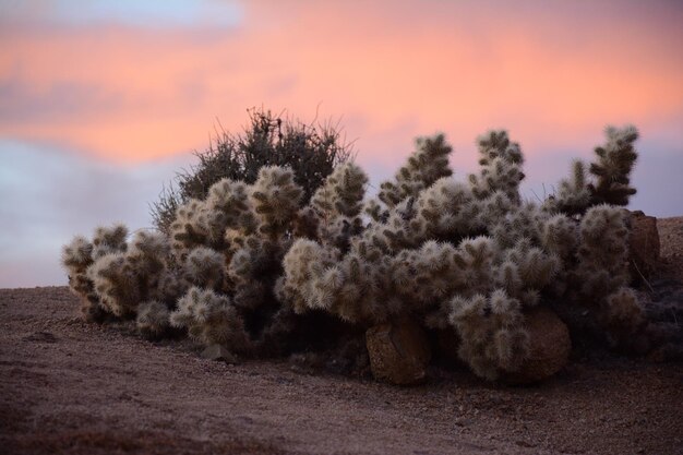 Foto bomen groeien op het veld tegen de hemel bij zonsondergang