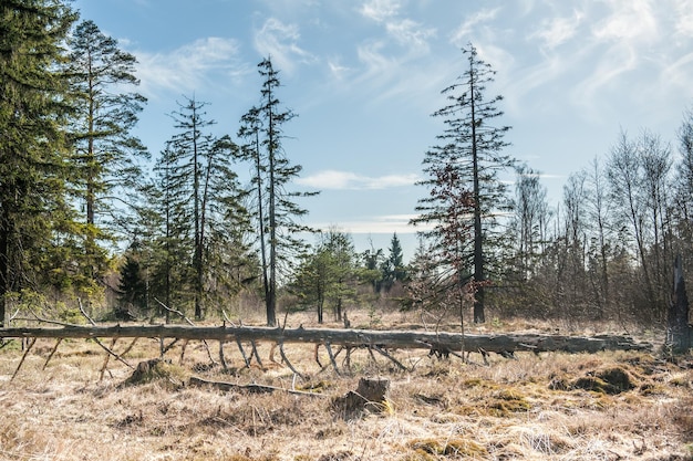 Bomen groeien op het veld tegen de lucht