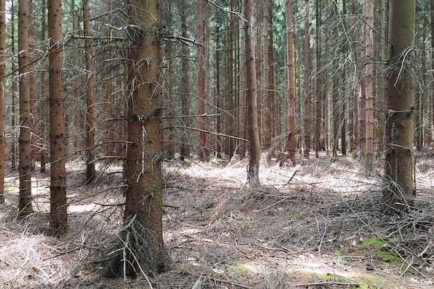 Bomen in bos