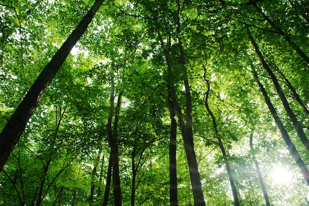 Bomen in de bos en blauwe hemel