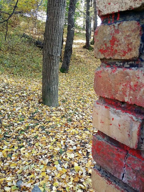 Foto bomen in de herfst