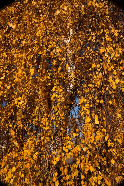 bomen in de herfst