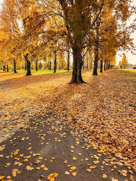 Bomen in de herfst