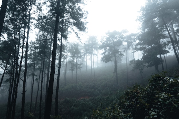 Bomen in de mist, wildernislandschapsbos met pijnbomen