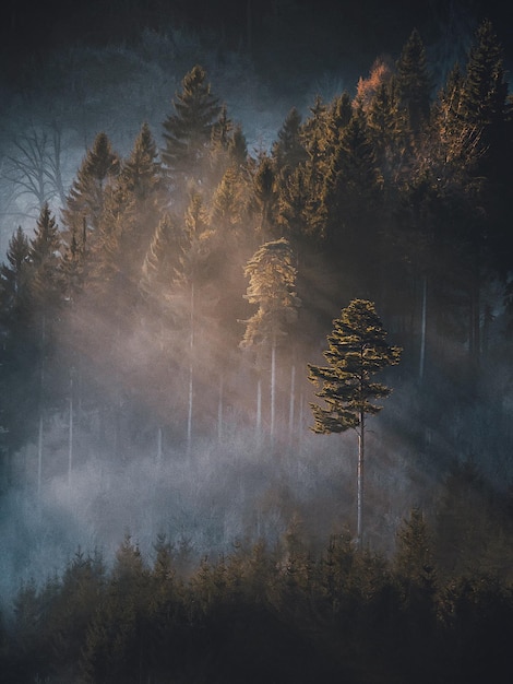 Bomen in de mist