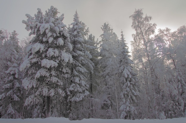 Bomen in de sneeuw Mistig ijzig weer in Siberië