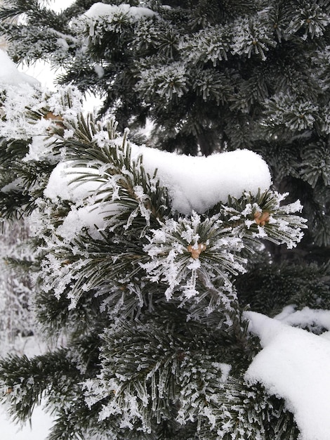 Bomen in de sneeuw