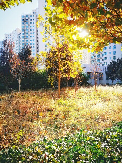 Foto bomen in de stad in de herfst