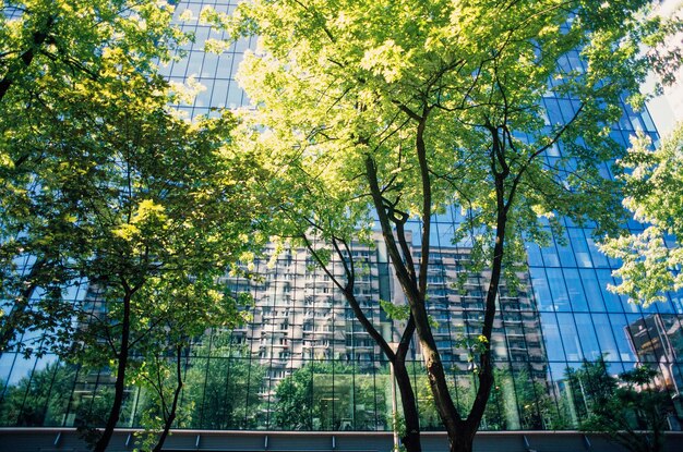 Foto bomen in de stad tegen de lucht