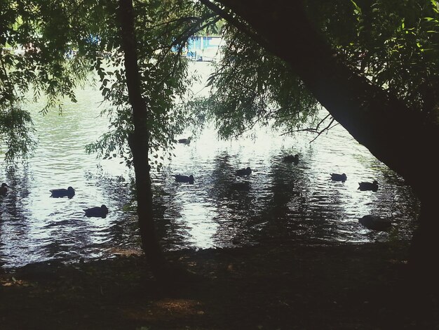 Foto bomen in de vijver